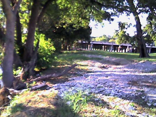 Product picture Trees